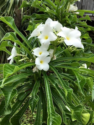 Plumeria pudica, Frangipani in bloom at the Key West Tropical Forest & Botanical Garden.